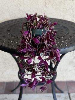 Tradescantia zebrina  (Wandering jew, Inchplant) 
