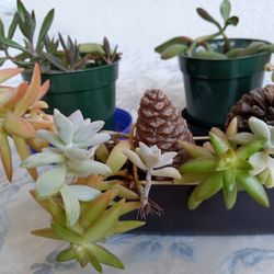 5 Plants Take It All For $20