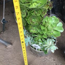 Aeoniums with succulent