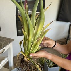Agave - Variegated Desmettiana