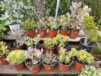 Variety Of Succulents Plants