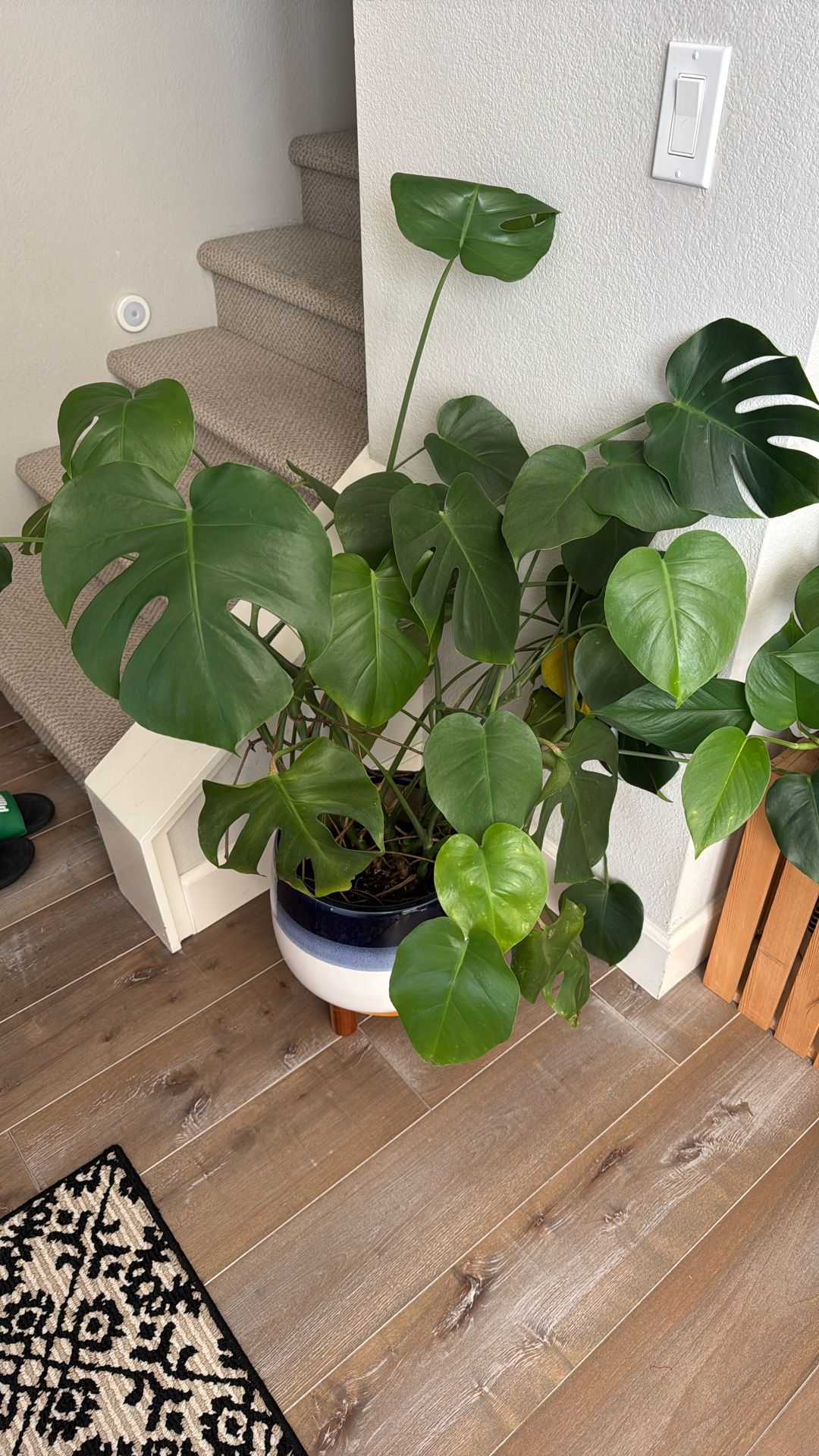 Plant For Sale monstera