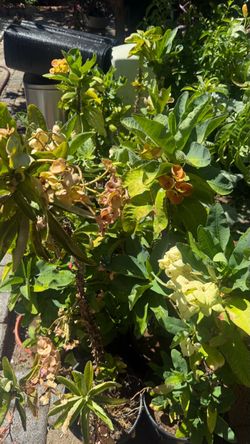 Crown of thorn flower plants