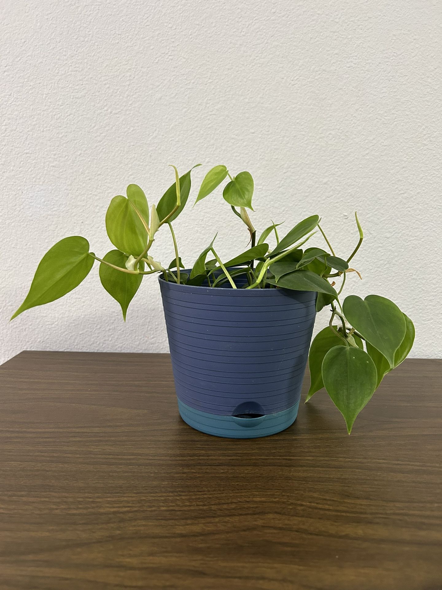 Heartleaf Philodendron Houseplant