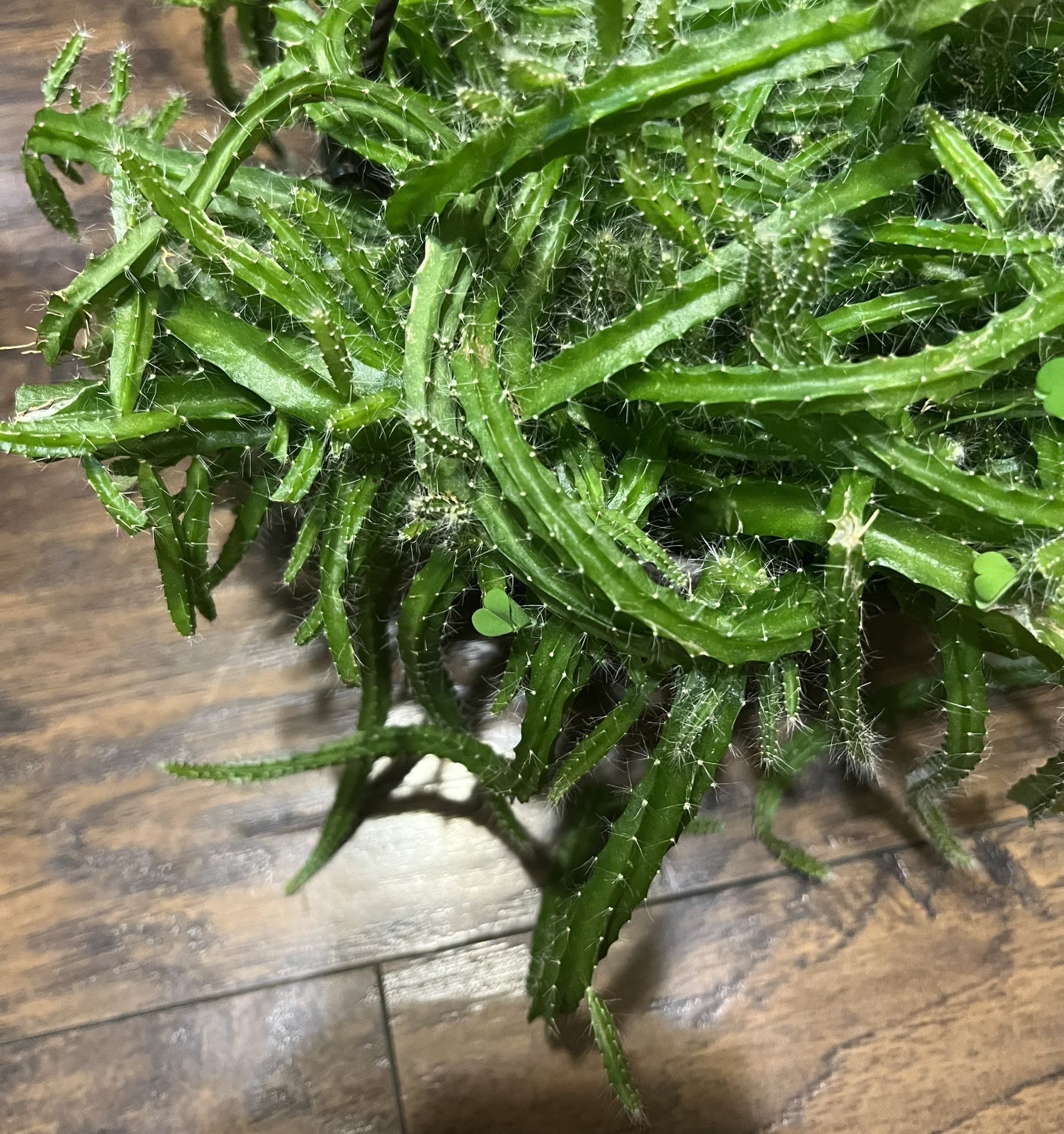 Rat Tail Cactus Succulent Plant (pls Read Description Below)
