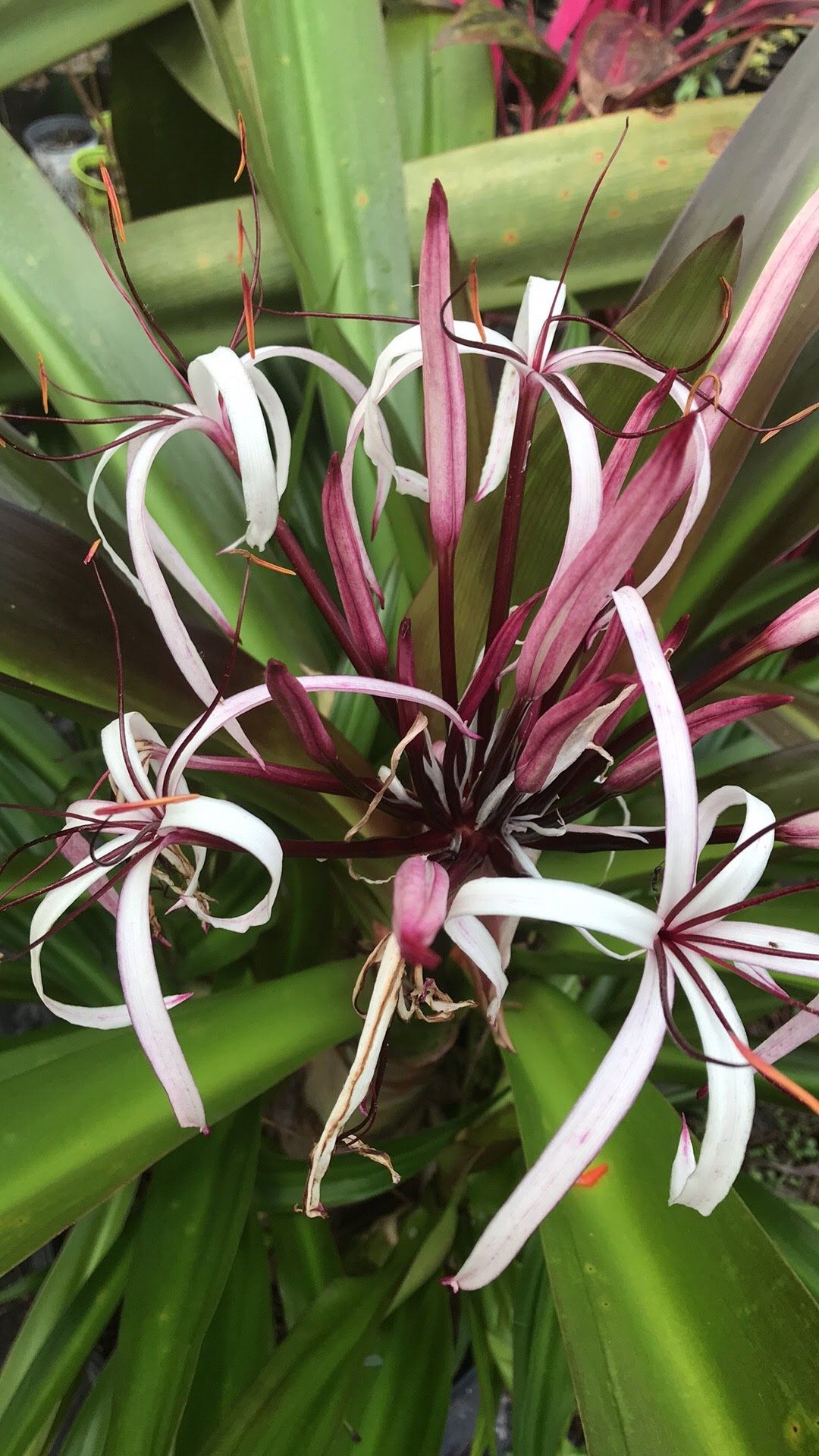 Purple Queen Emma Crinum Lilies