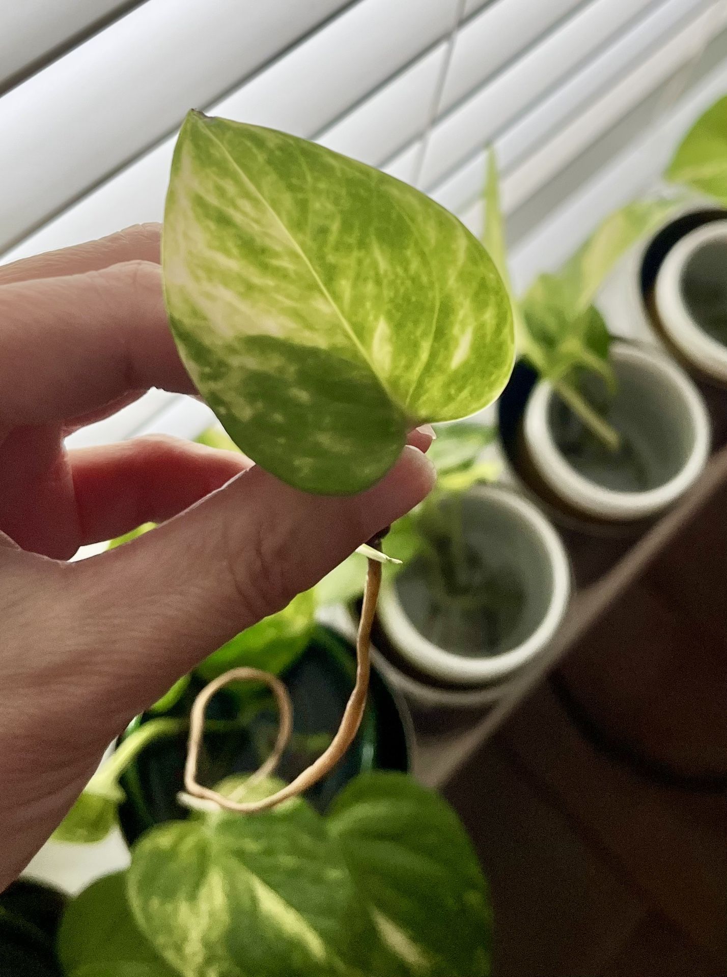 Golden Pothos