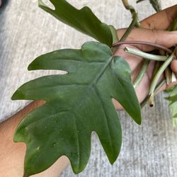 philodendron mayoi Cutting 