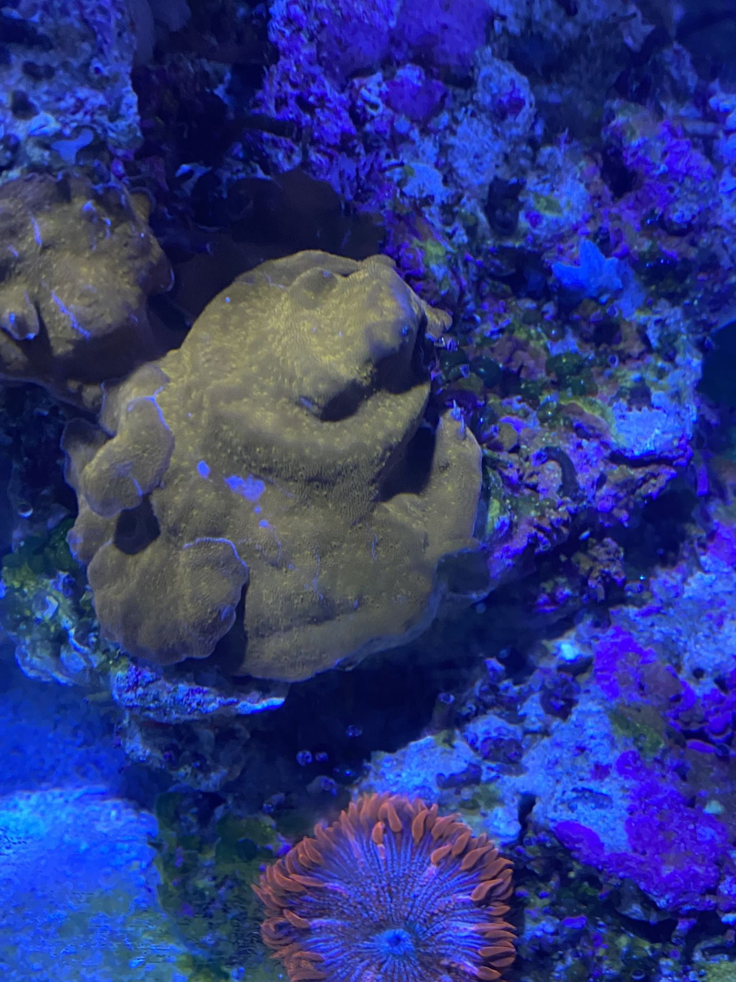 Coral Decor Large And Small Colonies