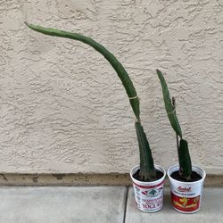 Large Sugar Dragon Red Dragon Fruit Plants, Well Rooted And Potted, Organically Grown