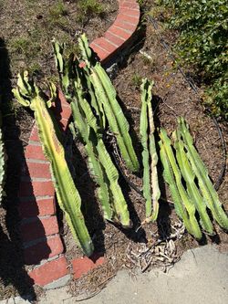 Sully spurge cactus cuttings