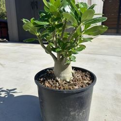 Adenium Arabicum (Desert Rose) Thick Caudex Bonsai