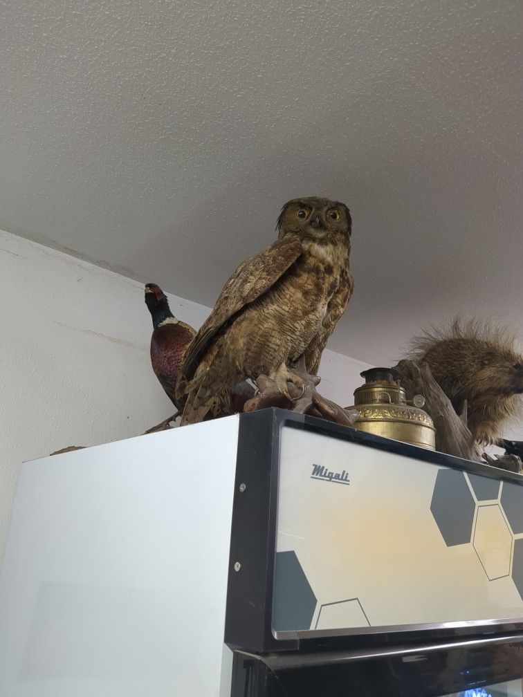 Owl Mount