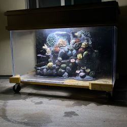 Huge Fish Tank With Center Piece 