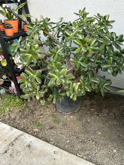 jade plant