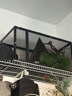 Chameleon Cage