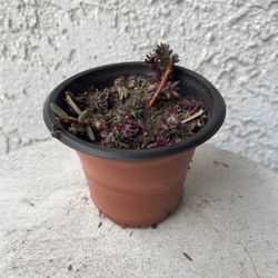 3 Inch Pot Succulent Plant - Rare Portulaca Gilliesii - Purple Rice - Rooted & Established Plant - Drought Resistant - 🪴