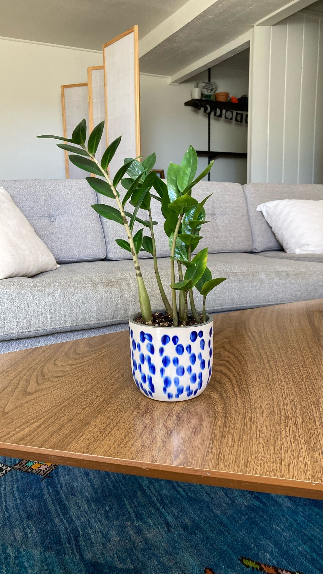 Zz Plant