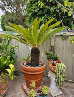 🌿 26-Year-Old Sago Palm – Mature & Healthy – 6ft Tall Including Clay Pot