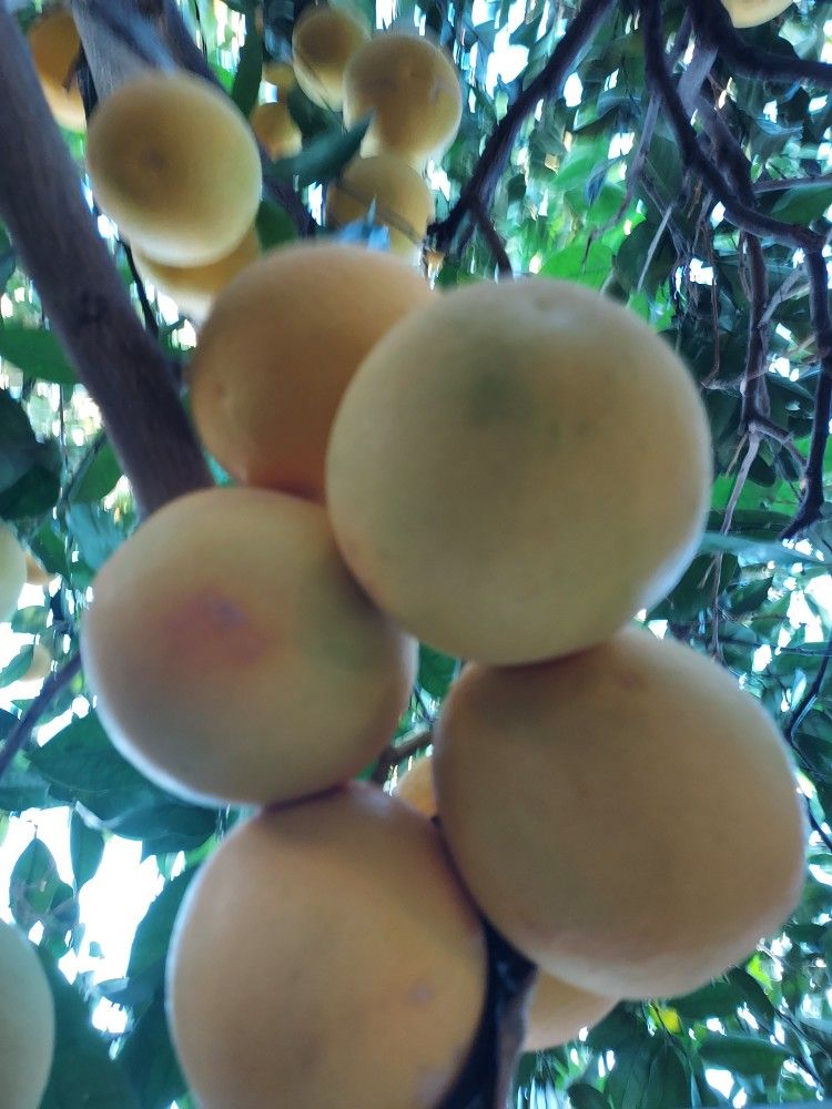 Naranja Organica $8.00 a Dozen