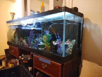 Fish Tank