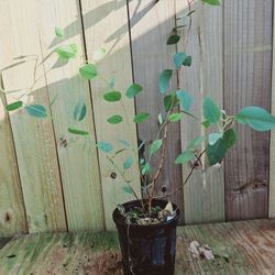 LIVE PLANT 3ft Eucalyptus cladocalyx - Sugar Gum FRAGRANT