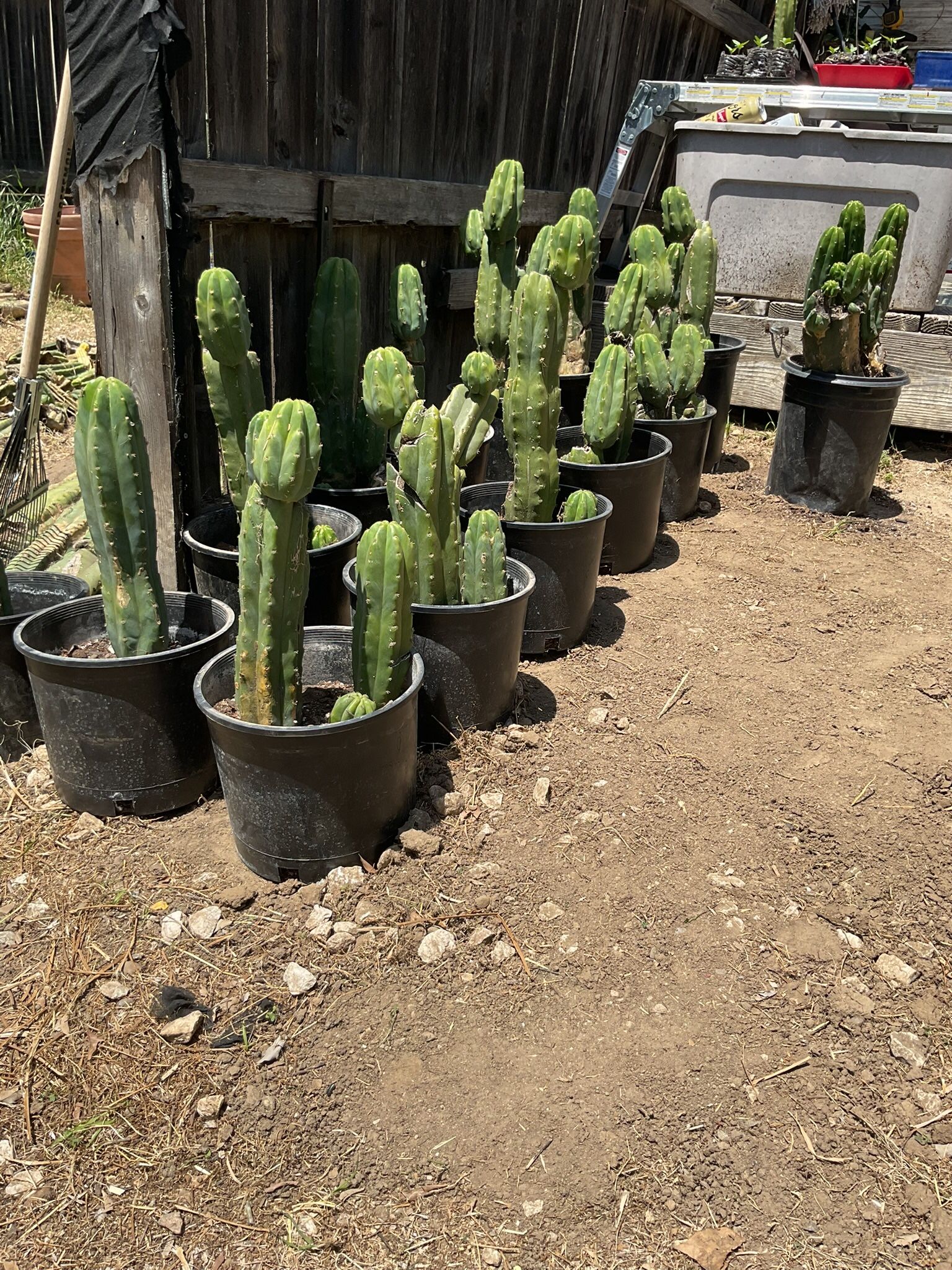 Discounted! Potted Cactus With Roots!