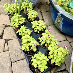 Torenia Plant in cup size container- $3 each