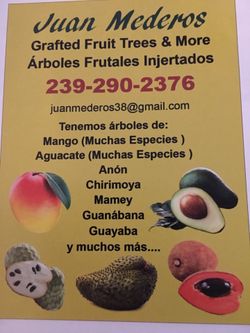 All grafted tropical fruits like mango avocados star fruit guava and others all ready for immediate delivery searious buyers please call or text duri