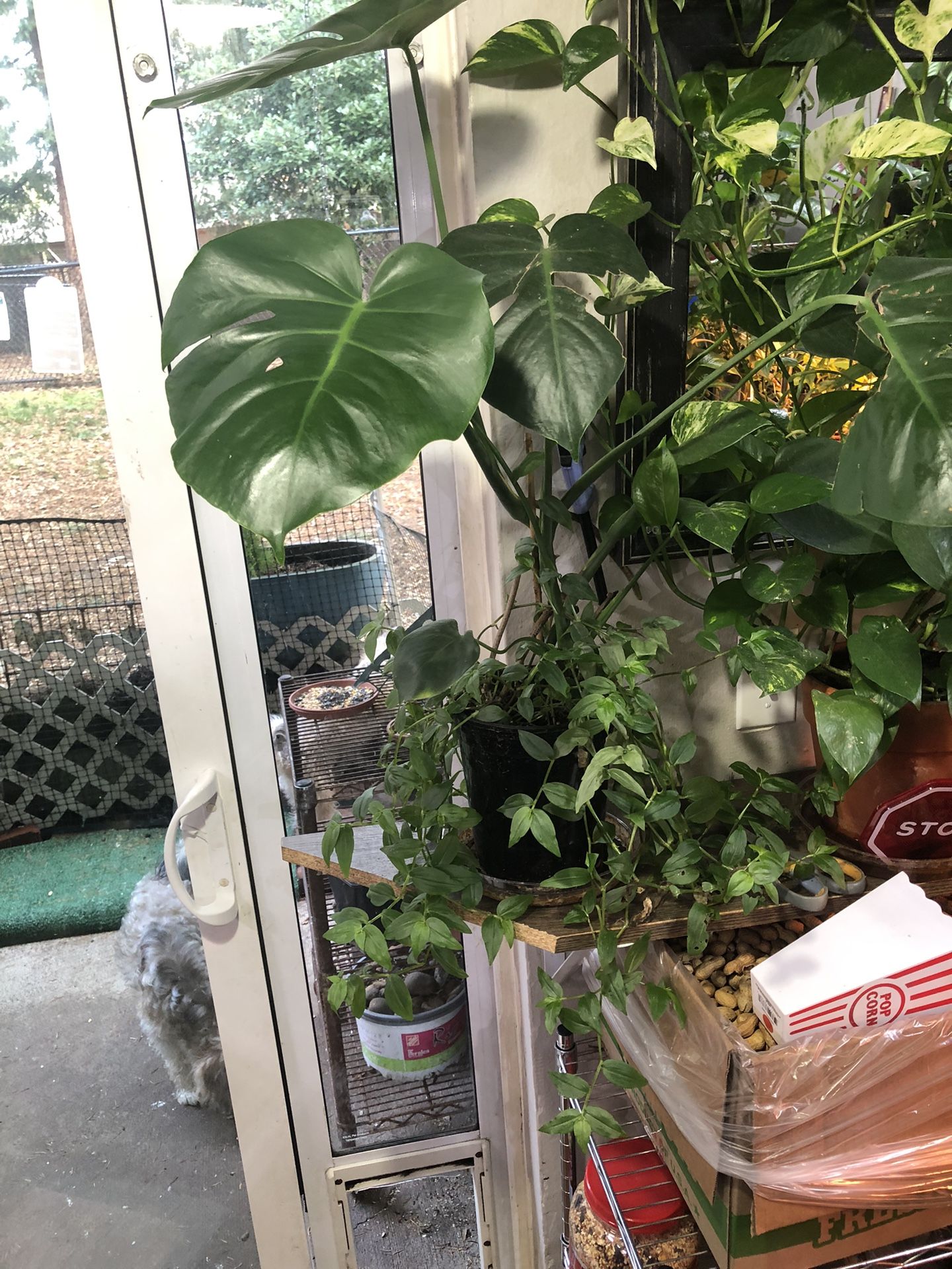 Monstera/ Wondering Jew Plant 🪴 29” Tall 