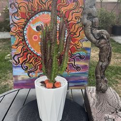 Very Healthy Euphorbia Trigona Plant In Cute Ceramic Pot 