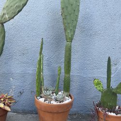 6 Cactus Succulent Plant 