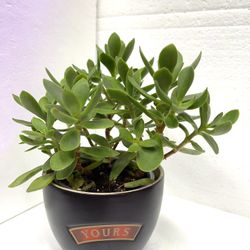 Succulent House Plant In Cute 3”H Pot.