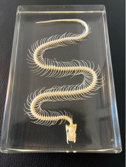 Snake skeleton in acrylic