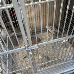 Cage Quail 