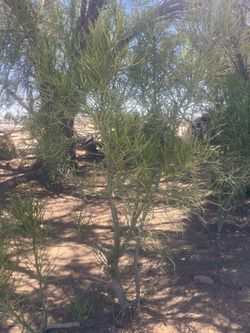 Pencil cactus (read description)