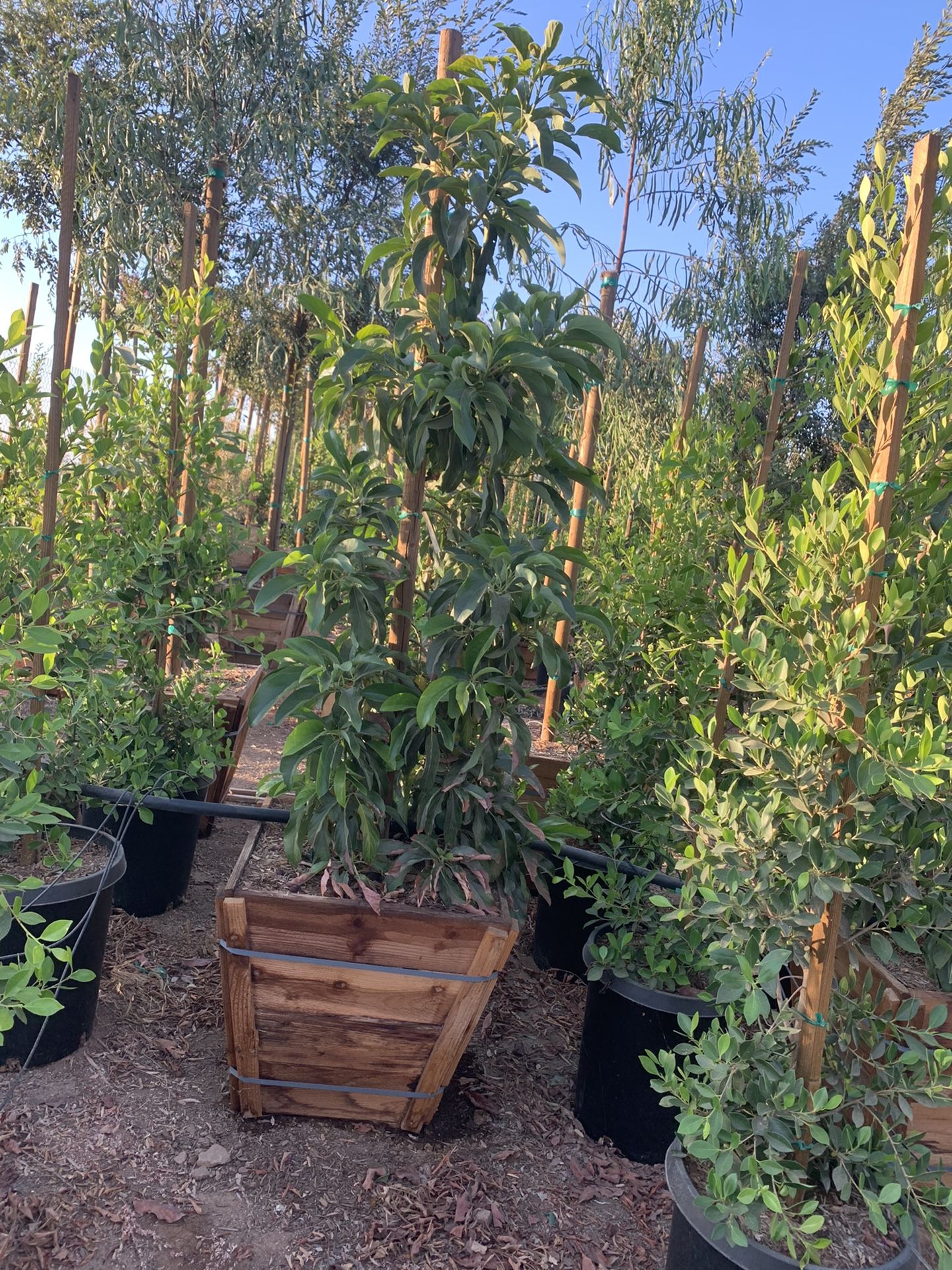 Reed Avocado Tree 24” Box 