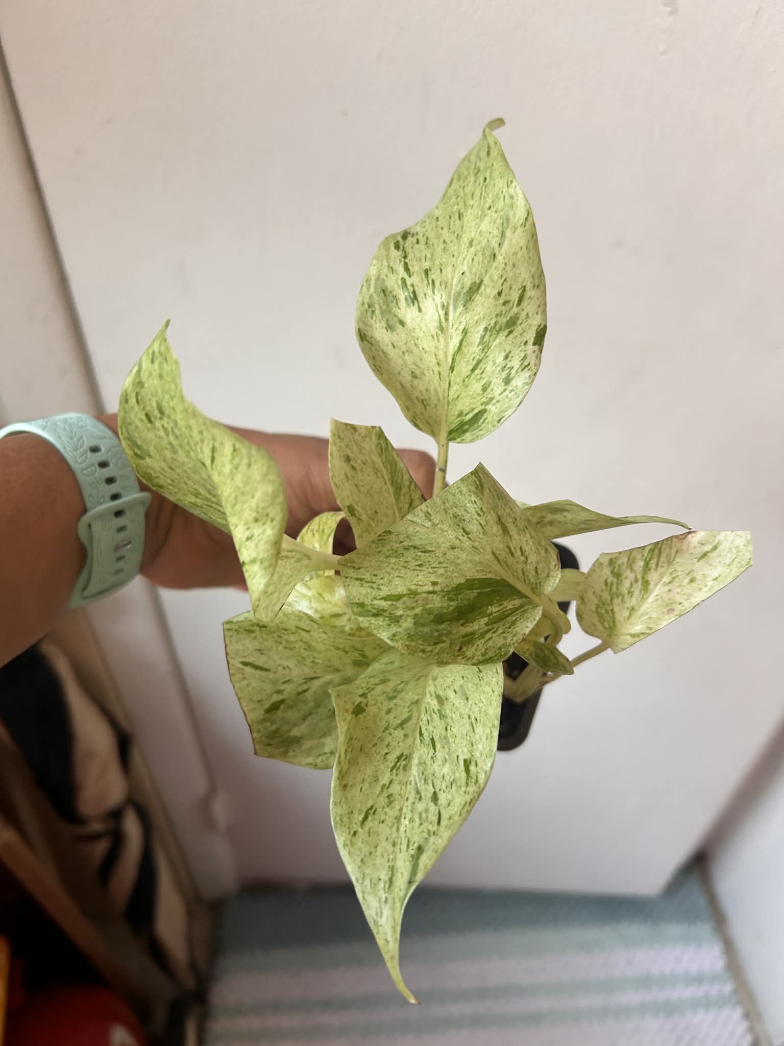 Marble Queen Photos ⬇️