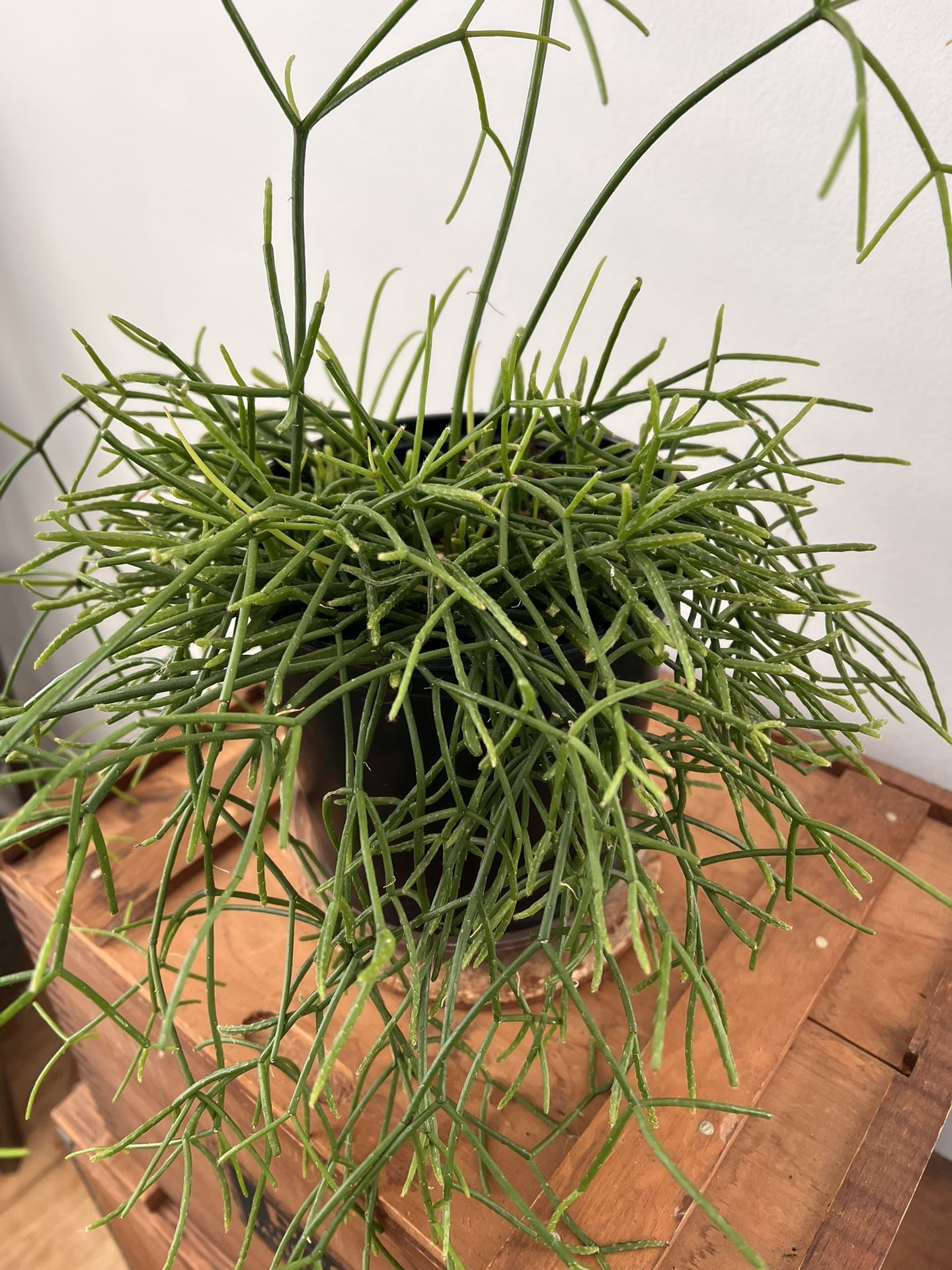 Rhipsalis Indoor Plant