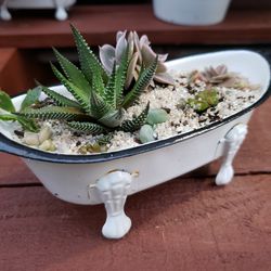 Tiny Tub Succulent Arrangement - Teacher/coach Gift