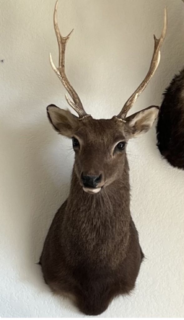 Sika Taxidermy Japanese Deer