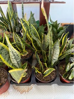 Snake plant