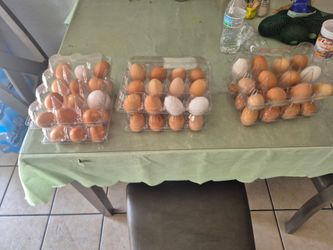 Organic chicken eggs