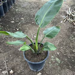 Bird Of Paradise
