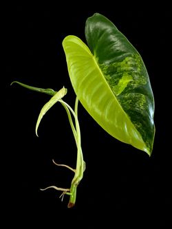 Variegated  Philodendron burle-marxii with Roots