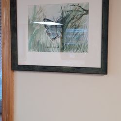 Blue Butterfly Picture 