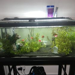 40 Gallon With Filtration 