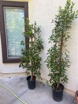 ficus column trees