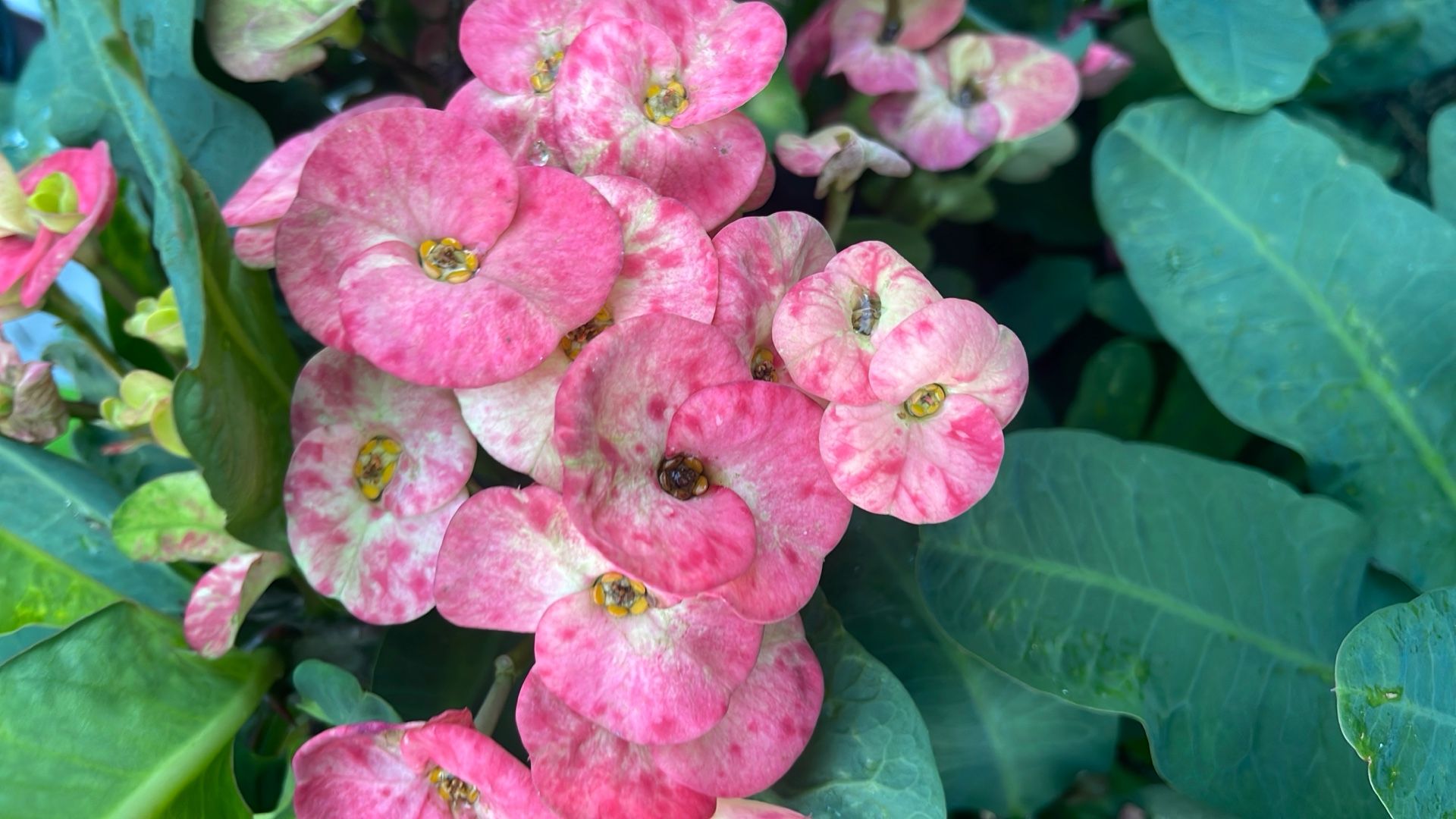Corona De Cristo Flor Jumbo