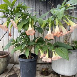 Plant For Sale